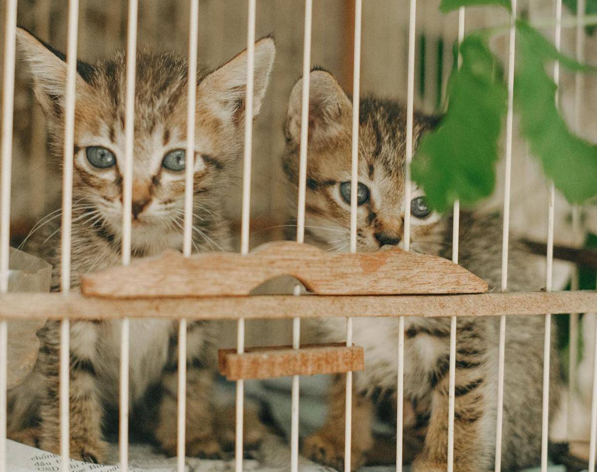 ilustrasi kucing (pexels.com/Pew Nguyen)