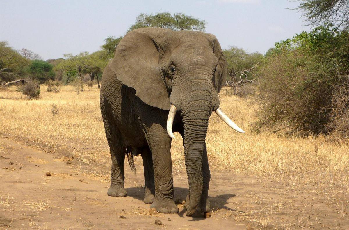 Gajah (pixabay.com/ajoheyho)  