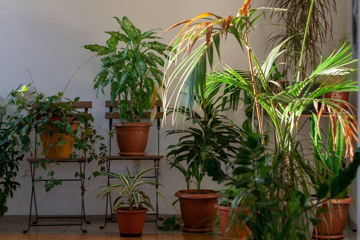 ilustrasi tanaman indoor (unsplash.com/Marko Sabolić)