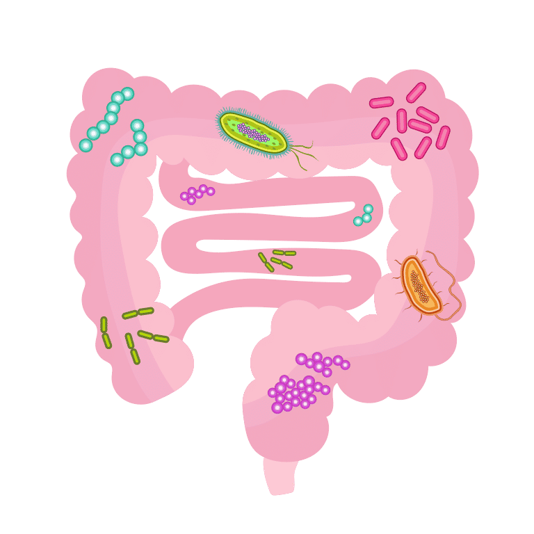 ilustrasi mikrobiota usus (commons.wikimedia.org/DataBase Center for Life Science (DBCLS))