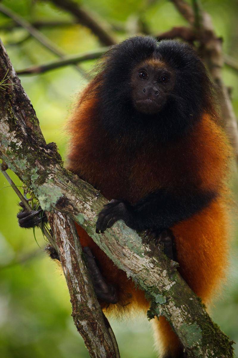 Black-faced Lion Tamarin
