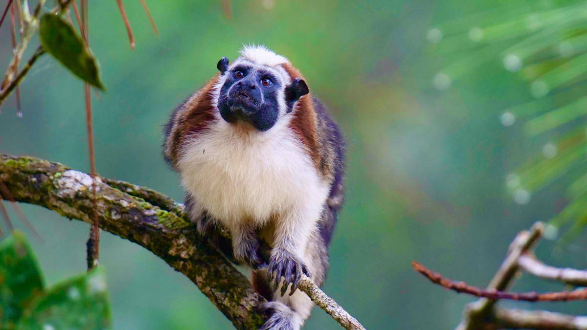 Geoffroy’s Tamarin