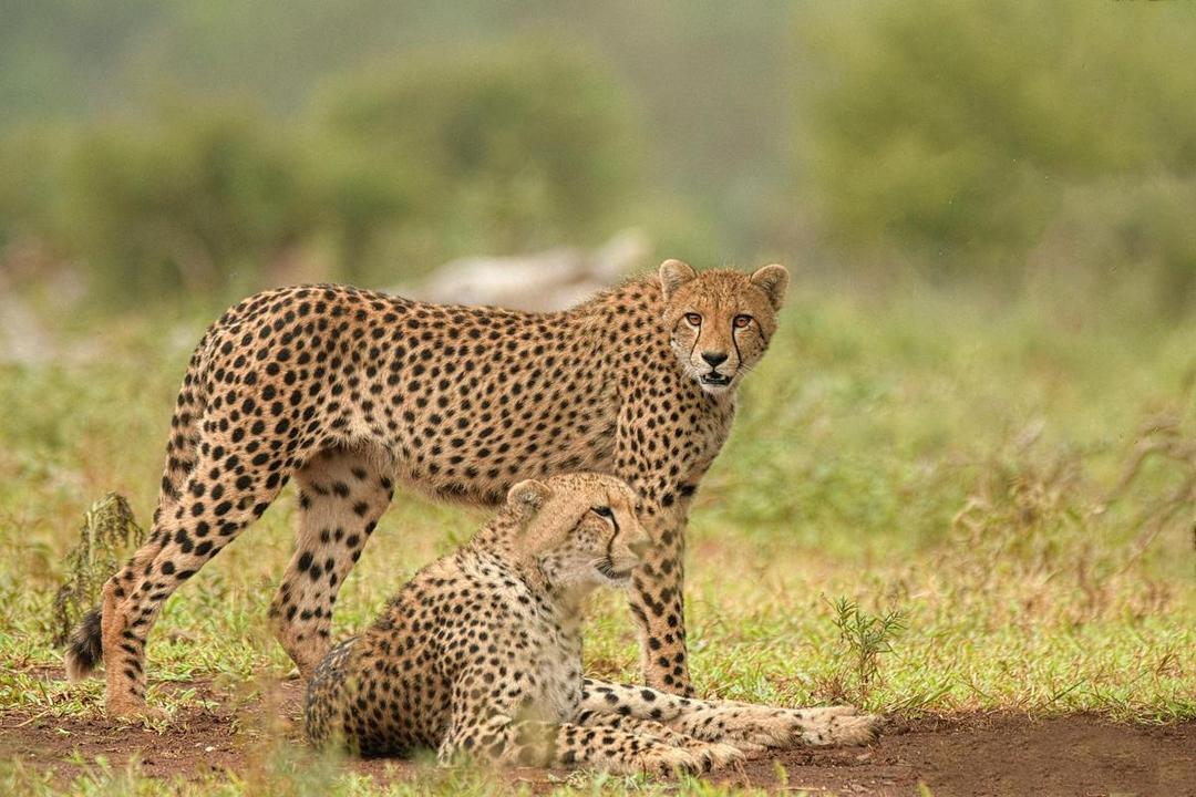 Cheetah hewan carnivora