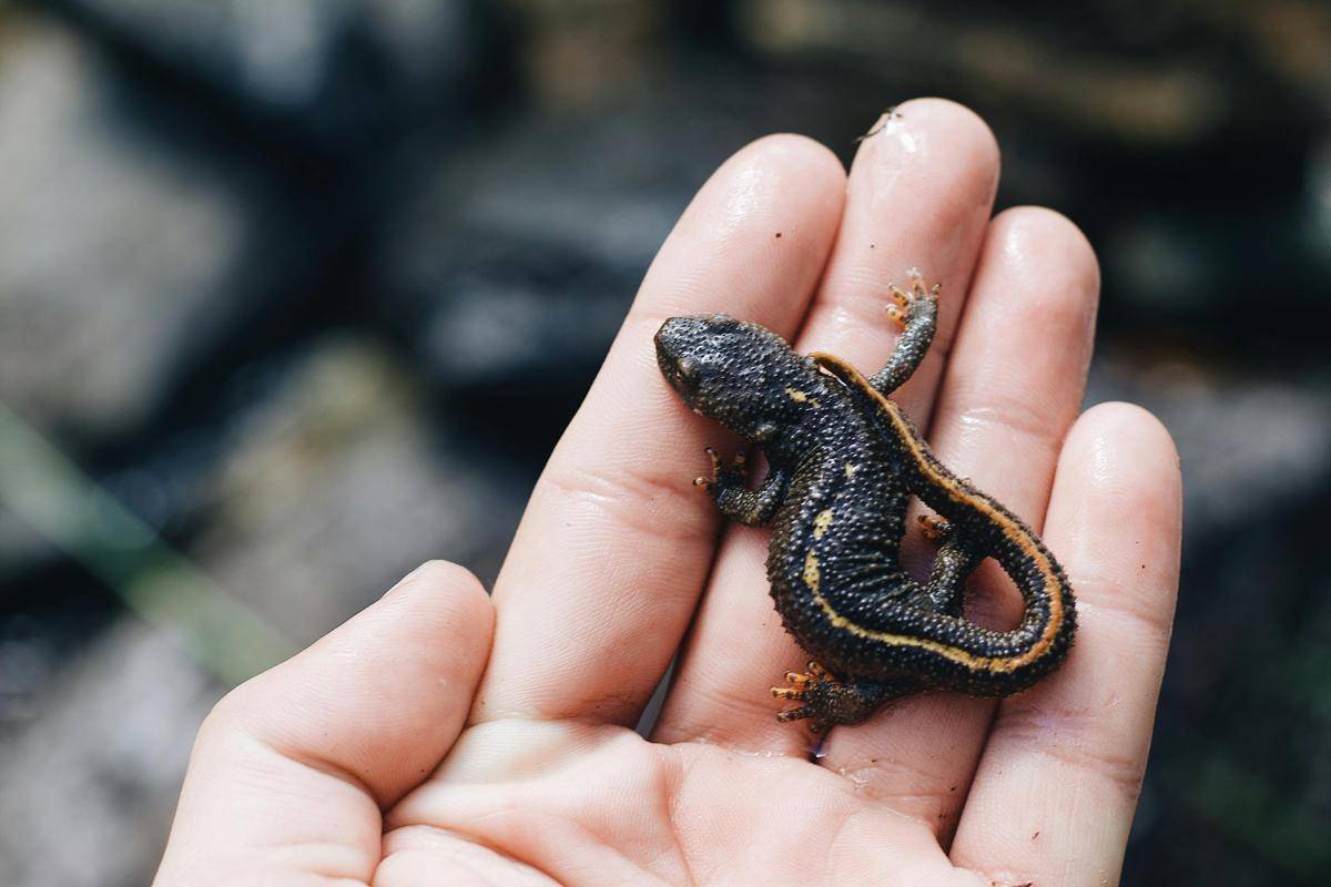 salamander