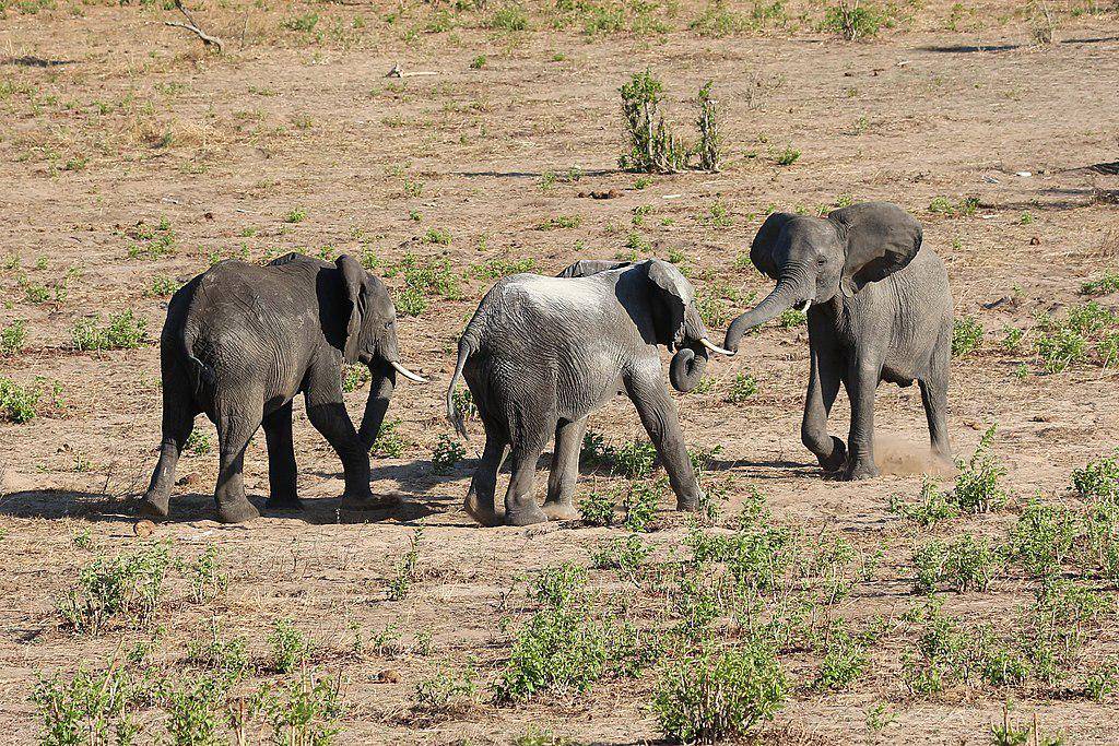Gajah Afrika