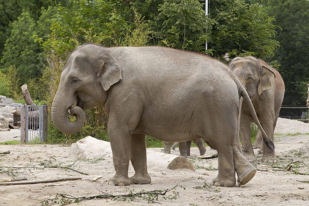 Gajah Asia