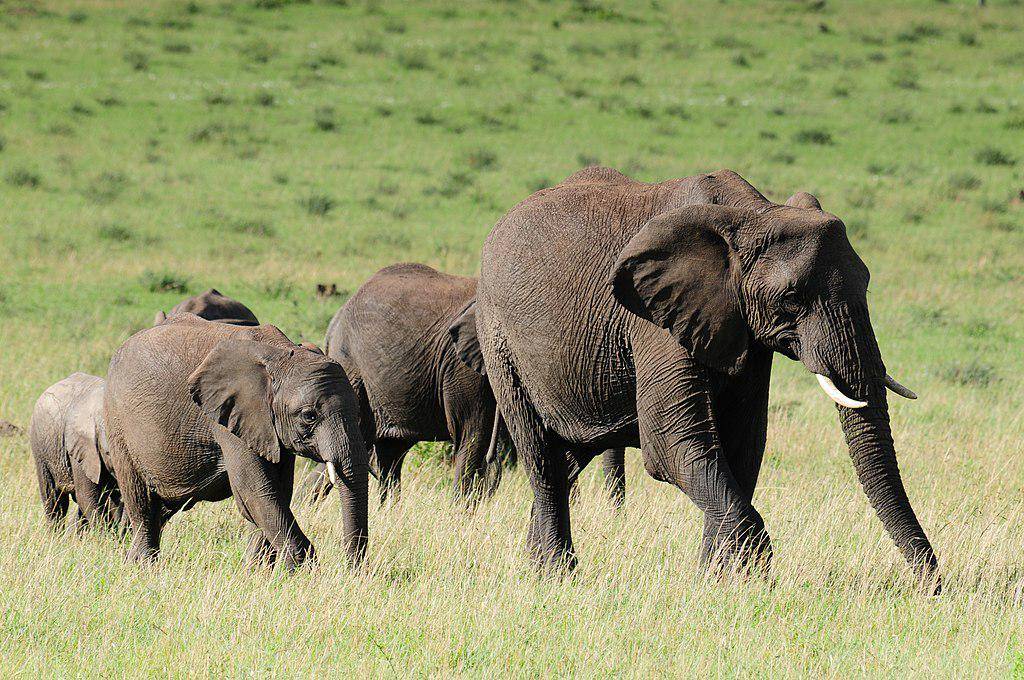 Gajah Afrika