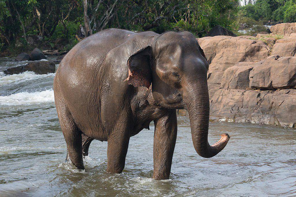 Gajah Asia