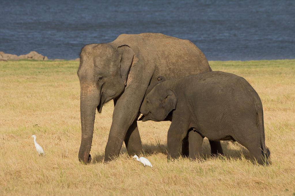 Gajah Asia