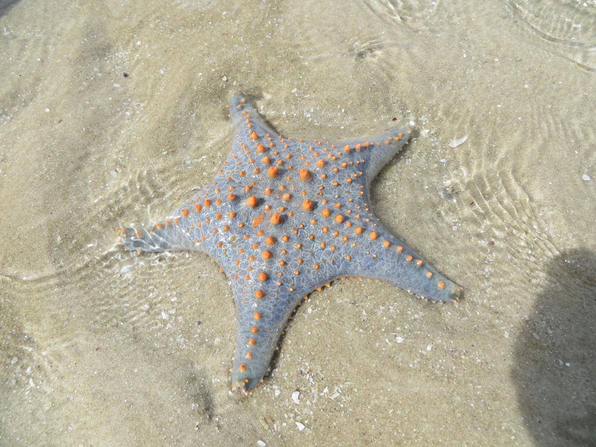 bintang laut