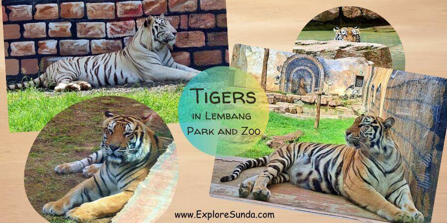 Lembang Park Zoo