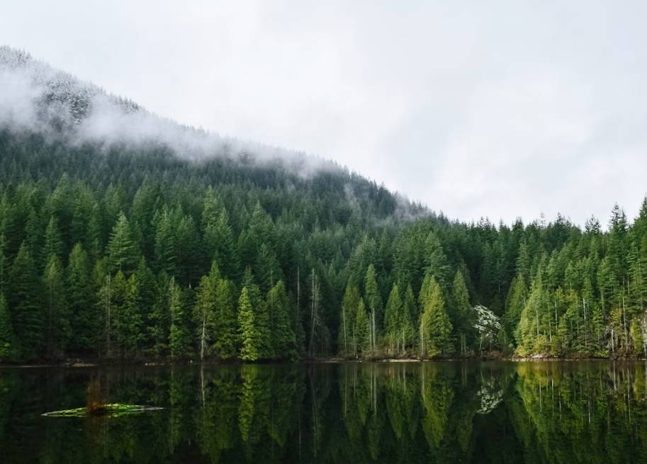 potret hutan Kanada