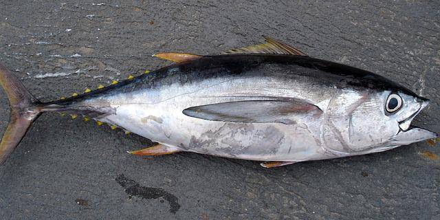 ilustrasi ikan tongkol segar (pixabay.com/WikiImages)