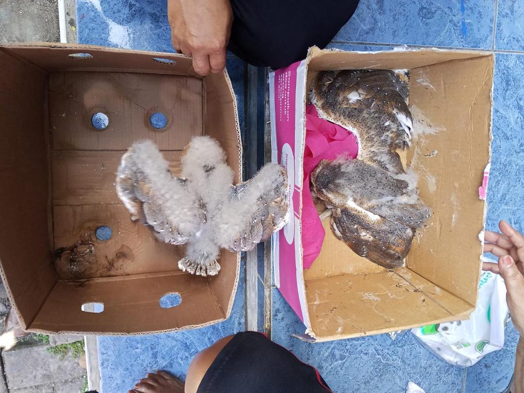 3 Burung Hantu Dievakuasi Damkar di Ruko SMKN Jateng, 1 Ekor Mati