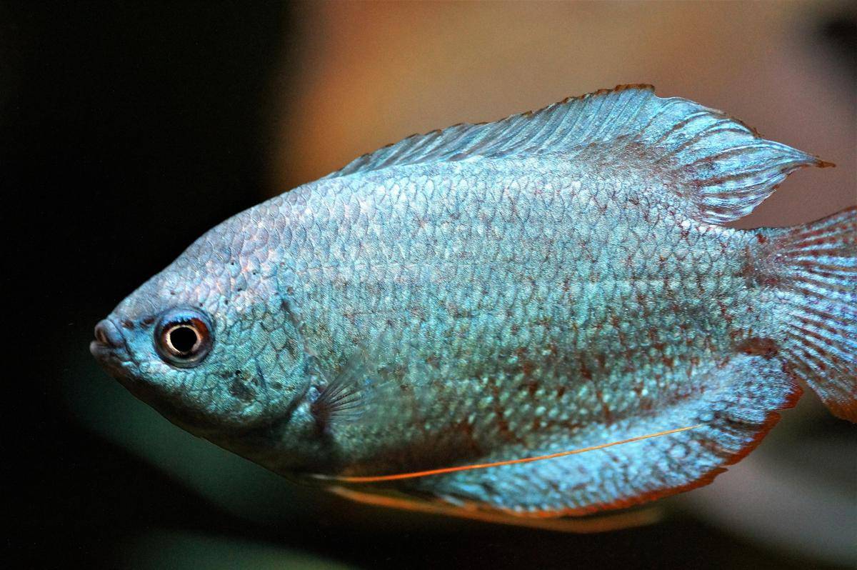 Potret ikan gurami