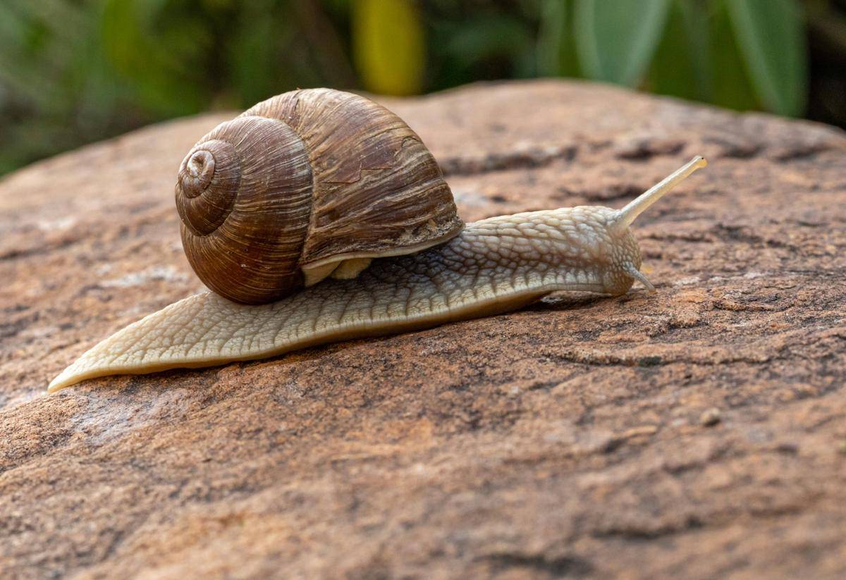 Siput