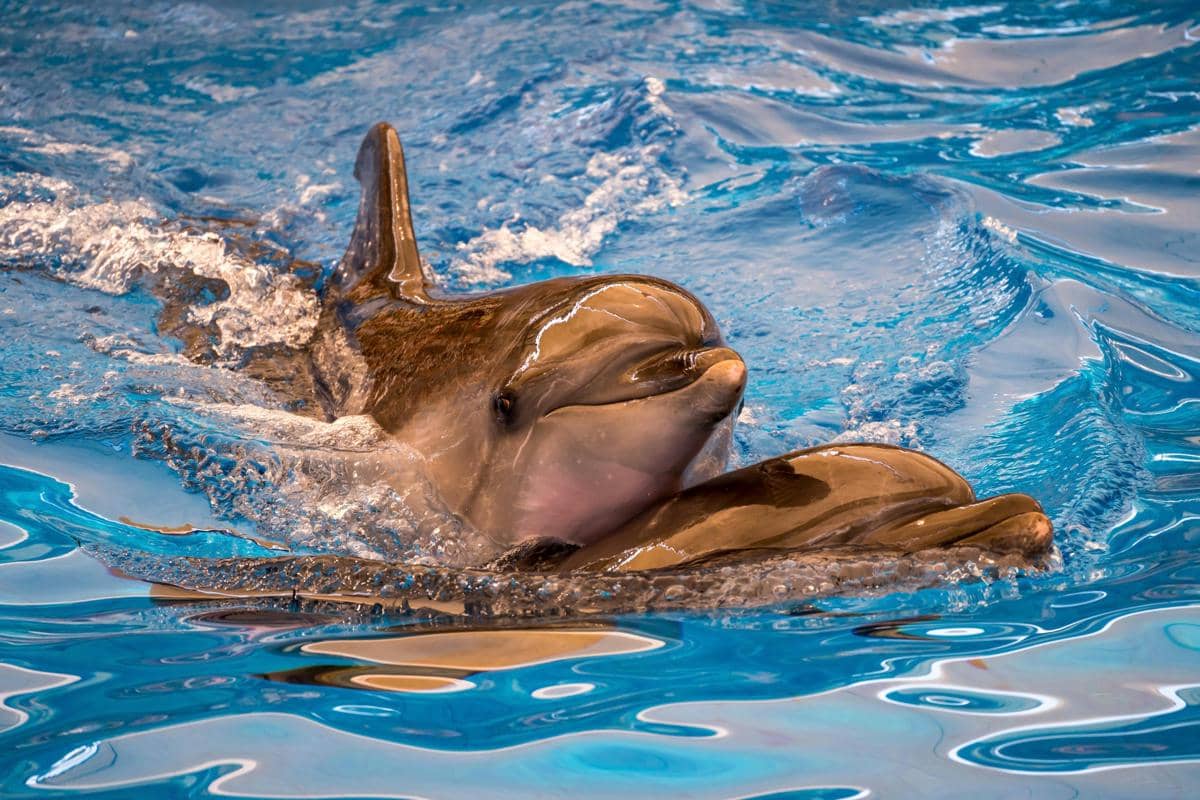 ilustrasi lumba-lumba