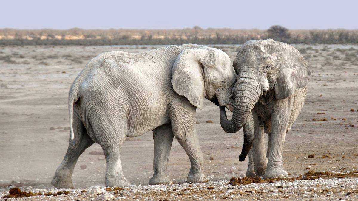 ilustrasi gajah (pixabay.com/Kolibri5)