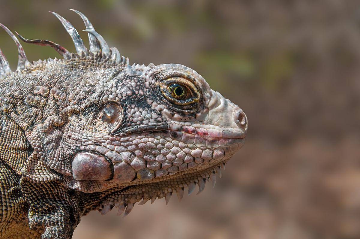 iguana hijau reptil herbivor