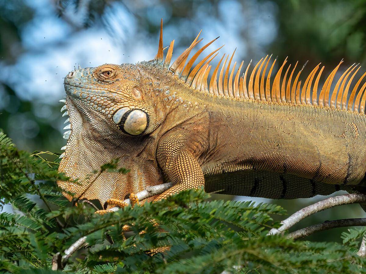 iguana hijau, salah satu hewan herbivora