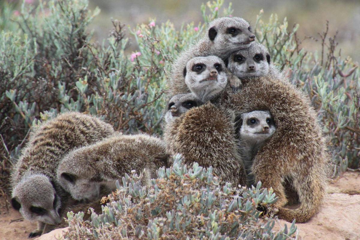 ilustrasi Meerkat (pexels.com/Pexels)
