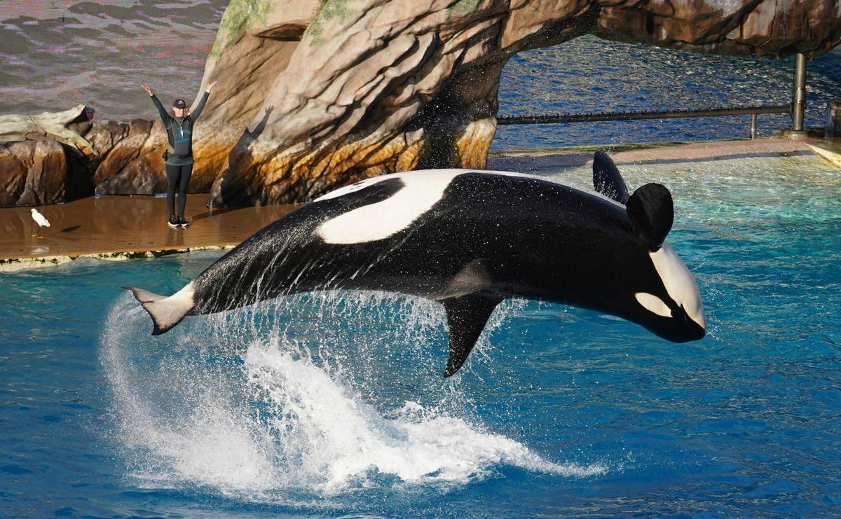 ilustrasi orca (pexels.com/Soly Moses)