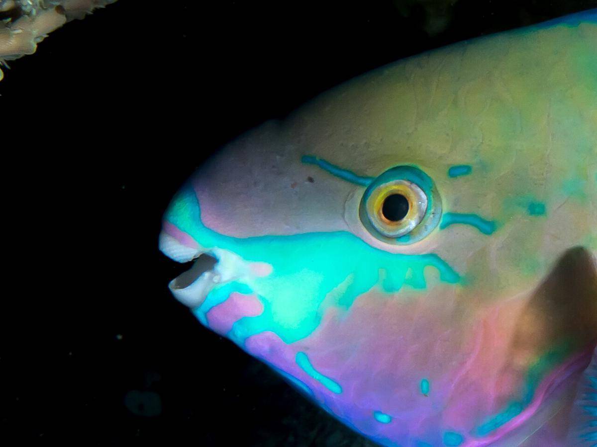 ikan kakatua