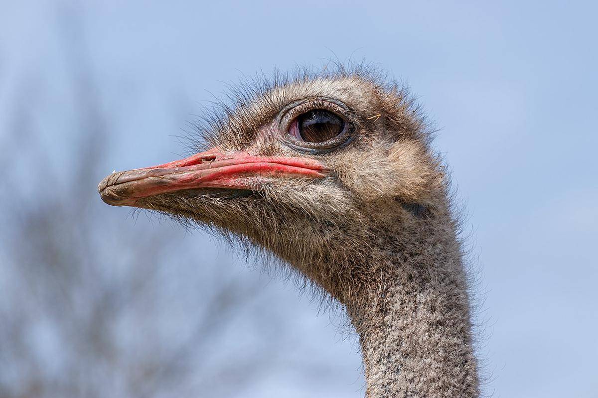 burung unta unggas herbivor