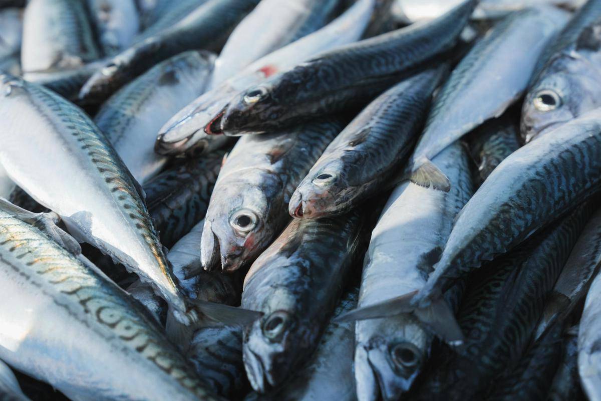 ilustrasi ikan tenggiri segar