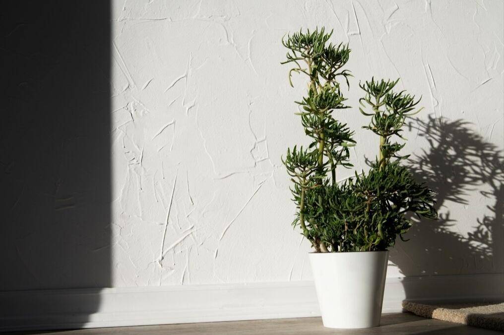 Tanaman Rosemary (freepik.com/freepik) 