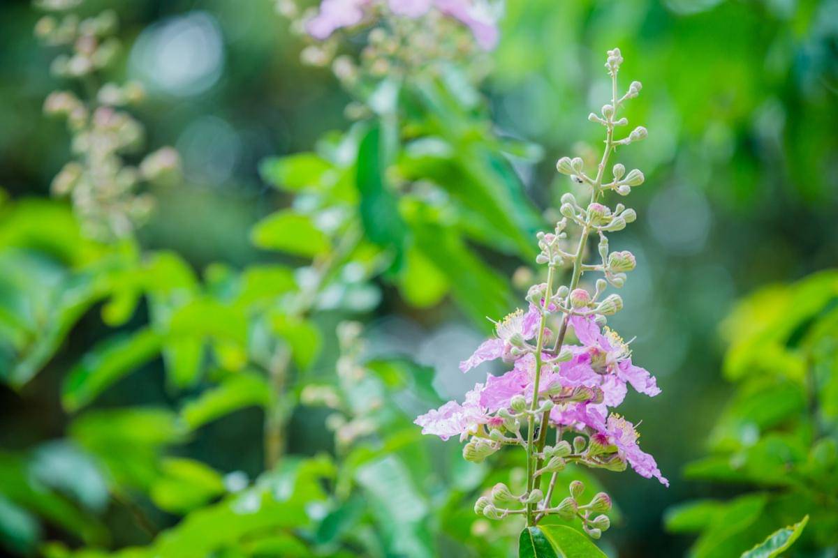 Ilustrasi tanaman patchouli 