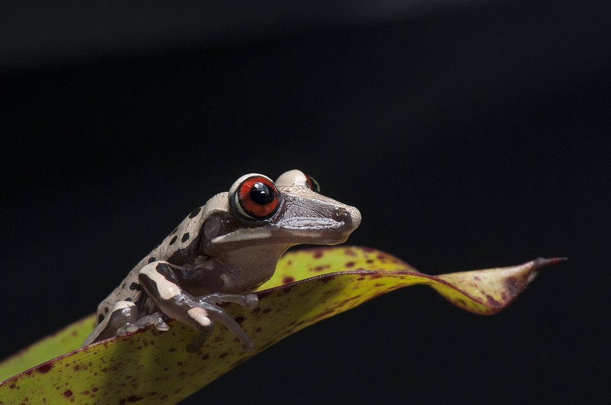 katak