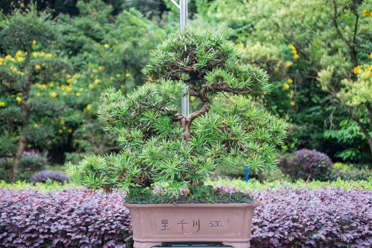 Ilustrasi tanaman cedarwood bonsai 