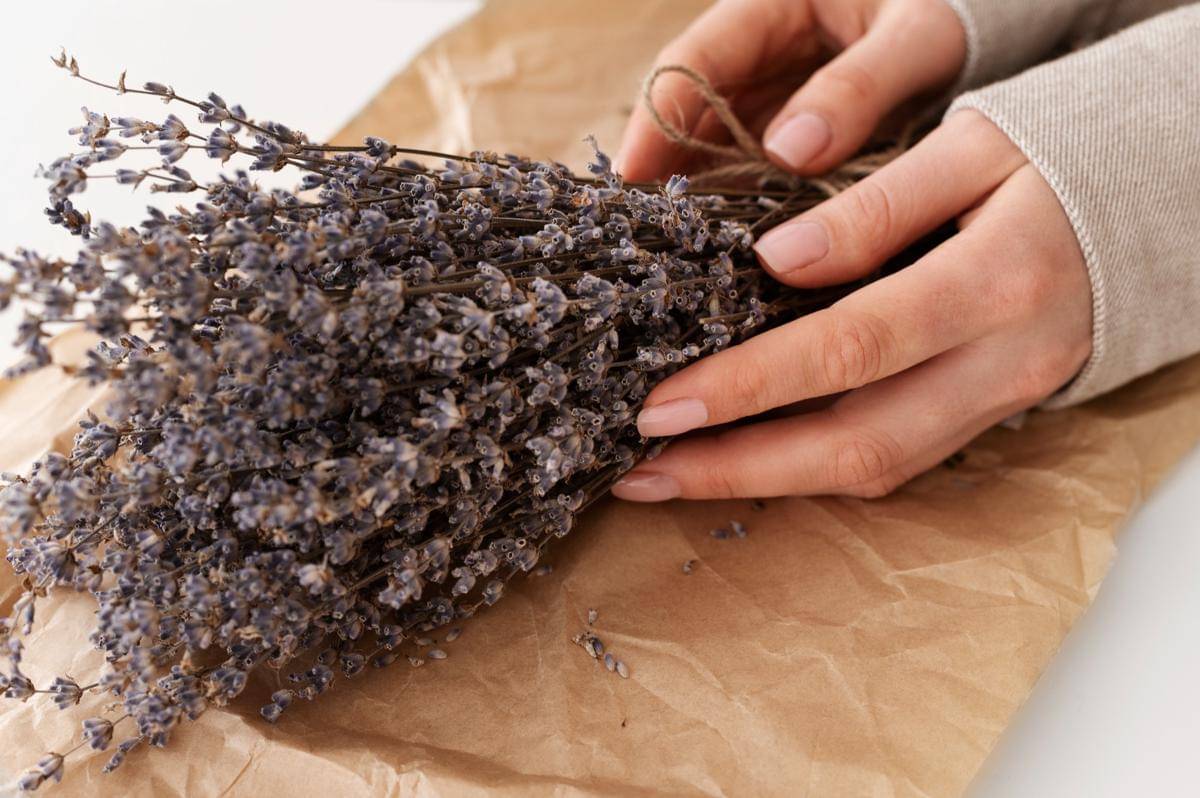 Ilustrasi lavender kering (freepik.com/freepik)