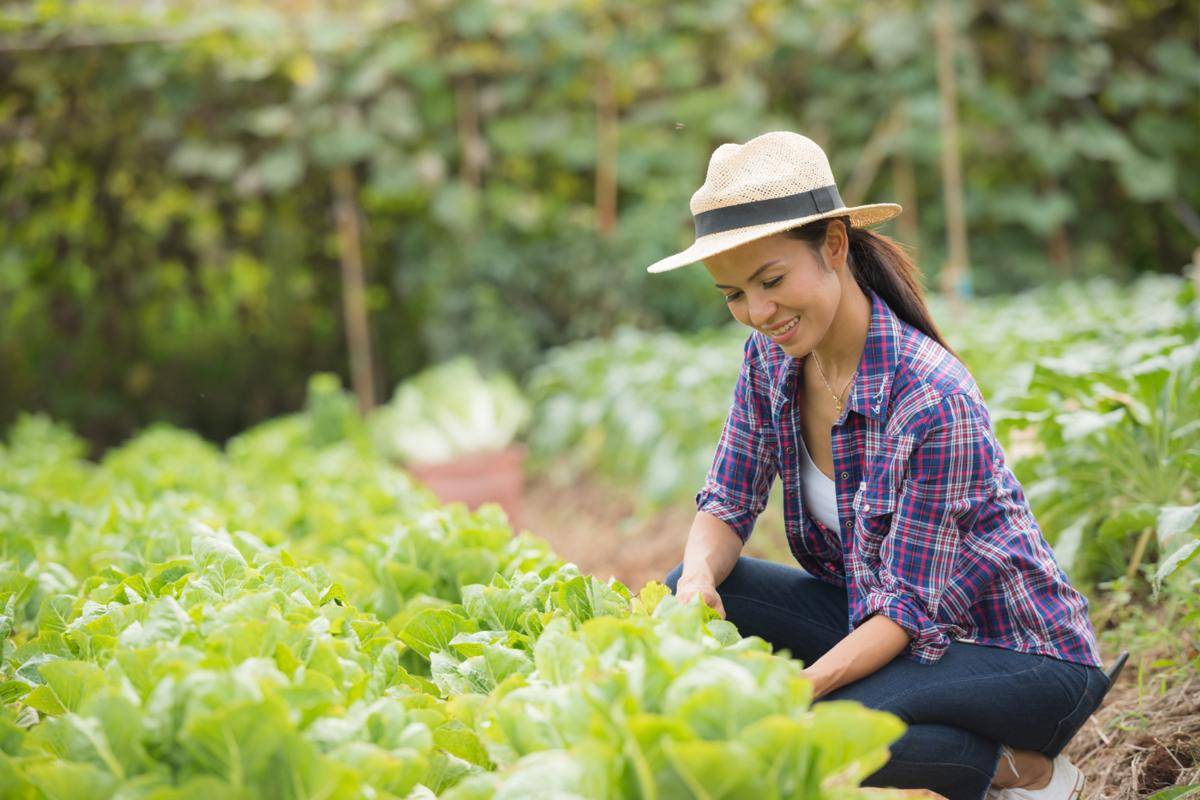 6 Tanaman Sayur yang Bisa Dimakan Langsung dari Pot Tanpa Dimasak