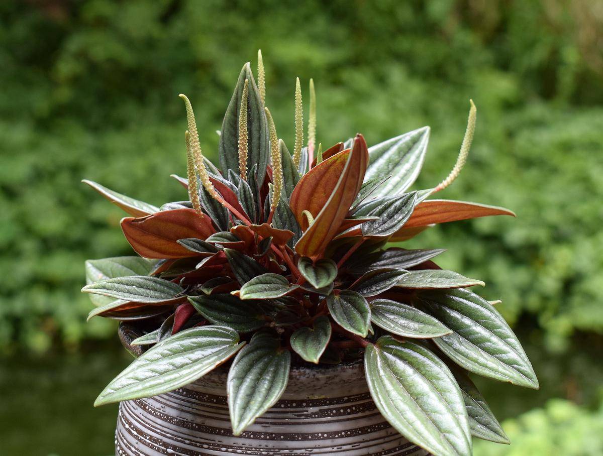 ilustrasi tanaman peperomia (pixabay.com/leoleobobeo)