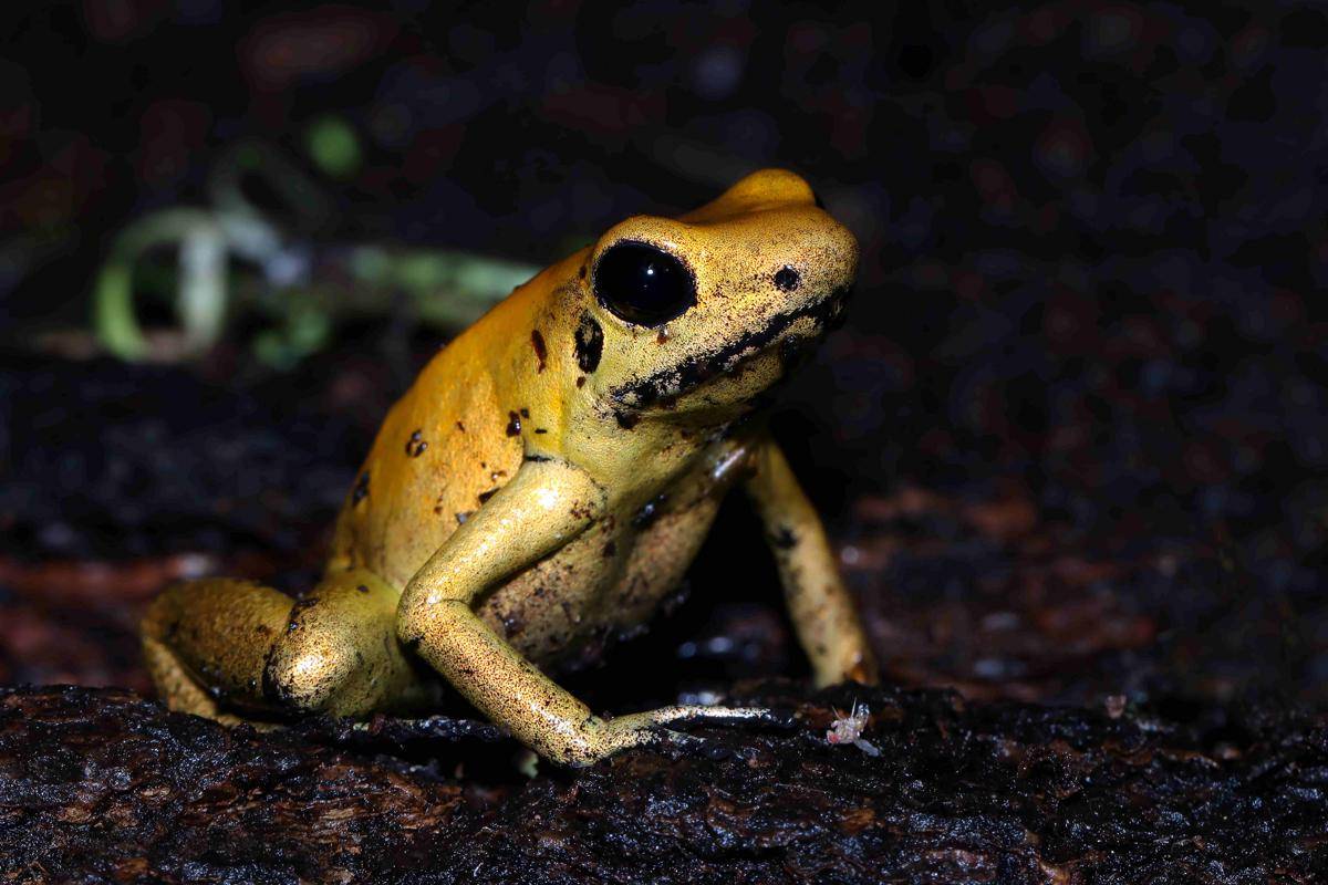 ilustrasi katak racun panah emas (freepik.com/Kuritafsheen77)