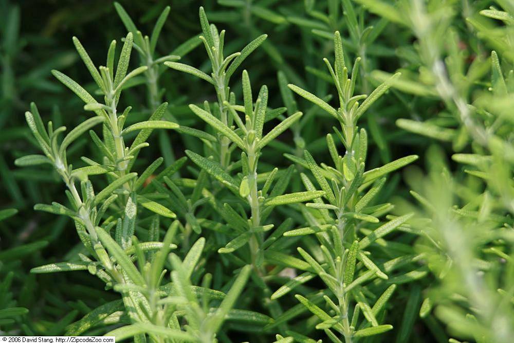 Ilustrasi tanaman rosemary (commons.wikimedia.org/David J. Stang)