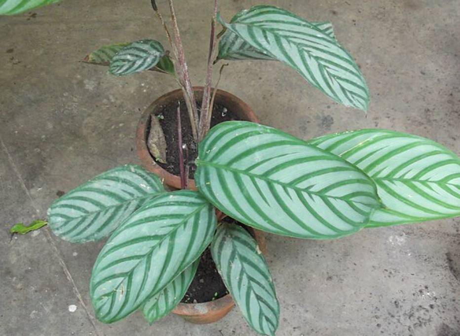potret ctenanthe setosa (commons.wikimedia.org/Yercaud-elango)