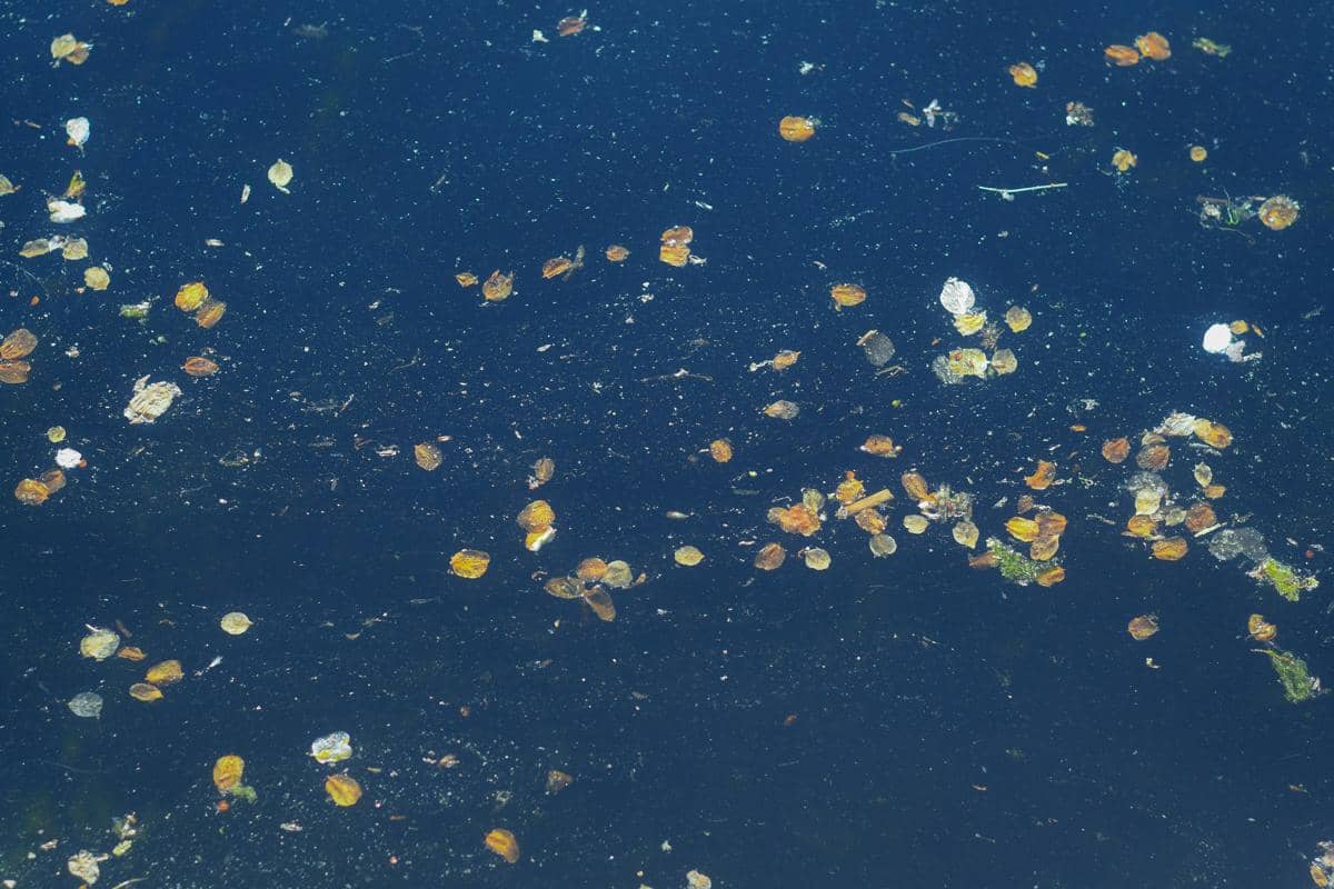 Permukaan air berwarna gelap dengan daun kering dan partikel kecil mengambang sebagai ilustrasi limbah polutan di perairan.