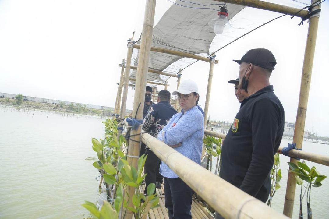 tambaklorok, tambakrejo, mangrove, ekowisata mangrove, pesisir semarang