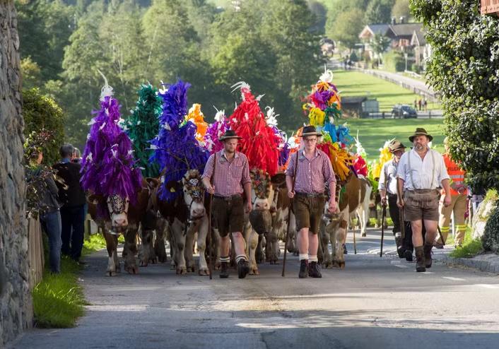 Potret acara Cattle Drives in Tyrol, Austria (tyrol.com)