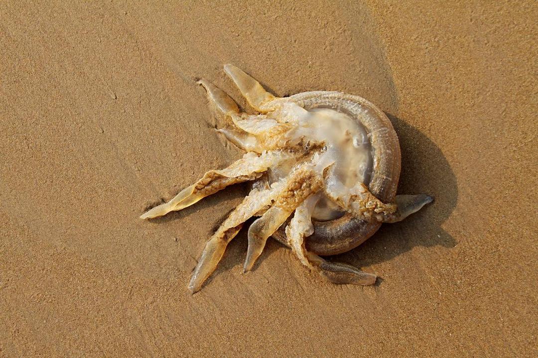 ilustrasi ubur-ubur di pantai (pexels.com/Sharath G.)