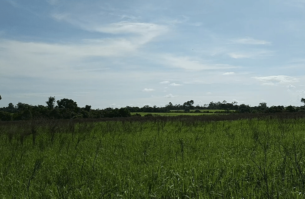 Taman Nasional Way Kambas (commons.wikimedia.org/Ramada Febrian)