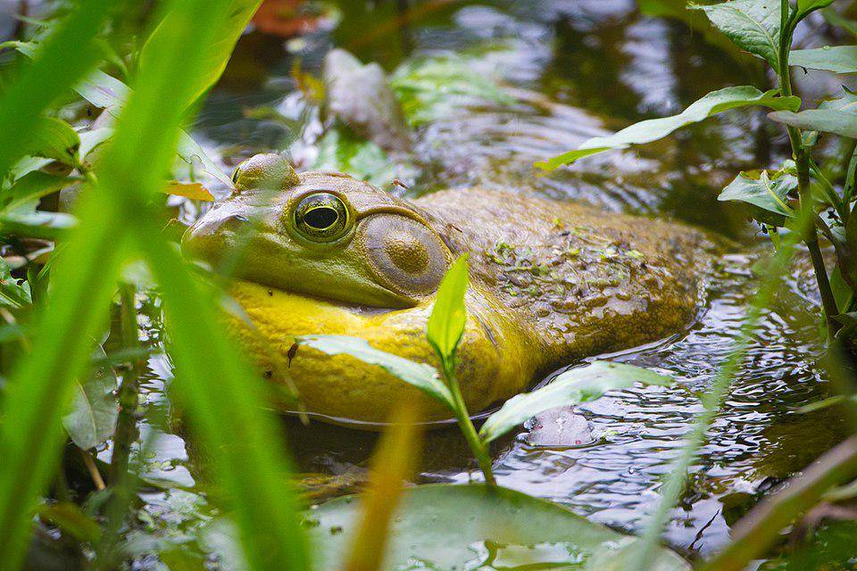 katak lembu amerika di habitat asli (commons.wikimedia.org/Andrew)