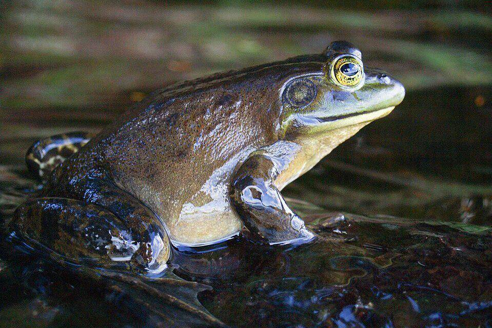 katak lembu amerika berjenis kelamin betina (commons.wikimedia.org/John Cornellier)
