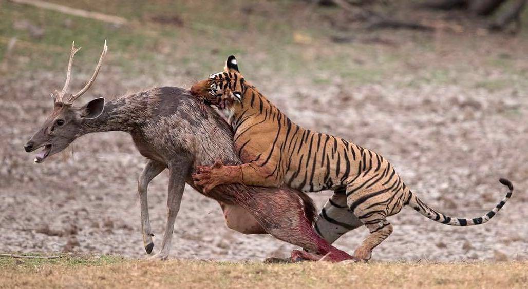 Harimau (commons.wikimedia.org/Harsh.kabra.98)