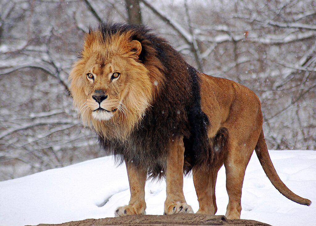 Singa (commons.wikimedia.org/Derek Ramsey)