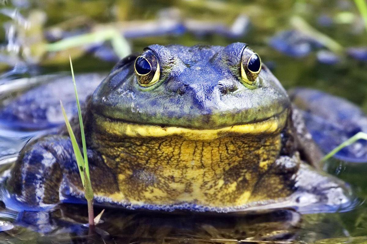 7 Fakta Unik Katak Lembu Amerika, Raksasa dan Punya Sifat Kanibal!