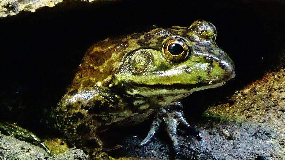 katak lembu amerika di Taman Zoologi Paris (commons.wikimedia.org/Cedricguppy - Loury Cédric)